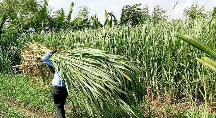 Super Napier: Revolutionizing Forage Production