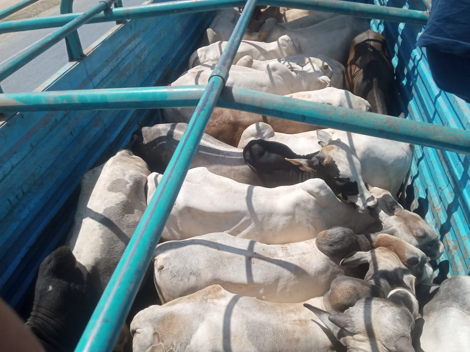 Livestock Sector: Supplying Premium Live Meat to Farmer Choice