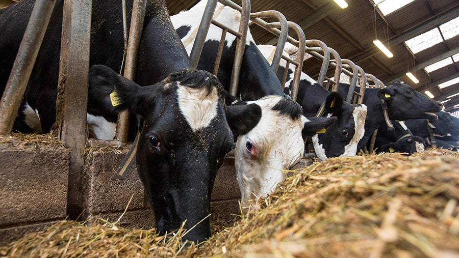Dairy Ventures: Capitalizing on Super Napier Synergies